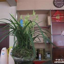 春劍素花精品 從龍門素到化妝品的天然美學融合